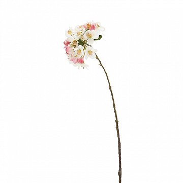 Ветвь яблони